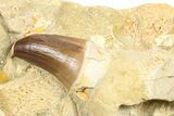 Two Rooted Mosasaur (Prognathodon) Teeth In Rock - Morocco #264621-2